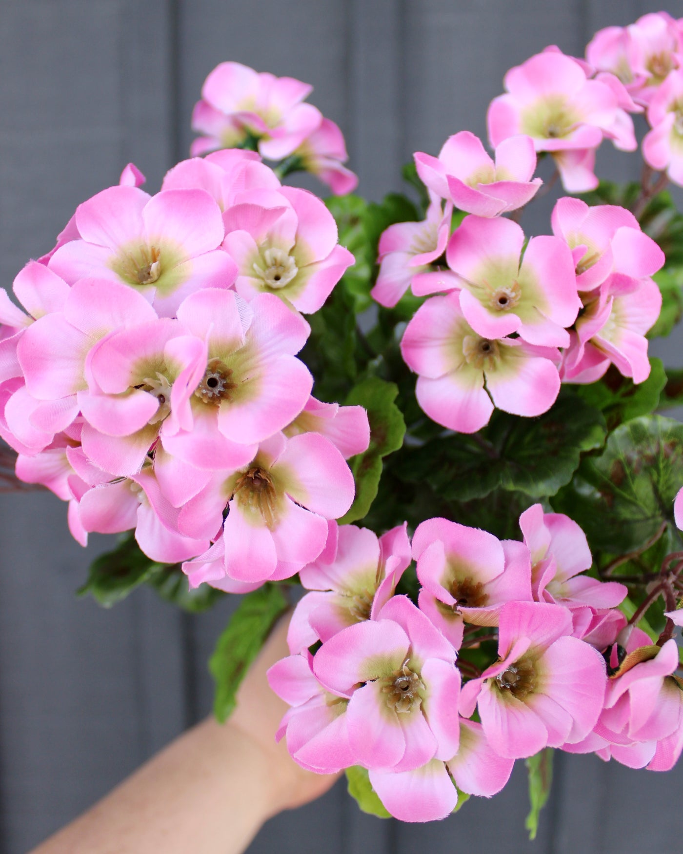 Upright Geranium Bush Pink
