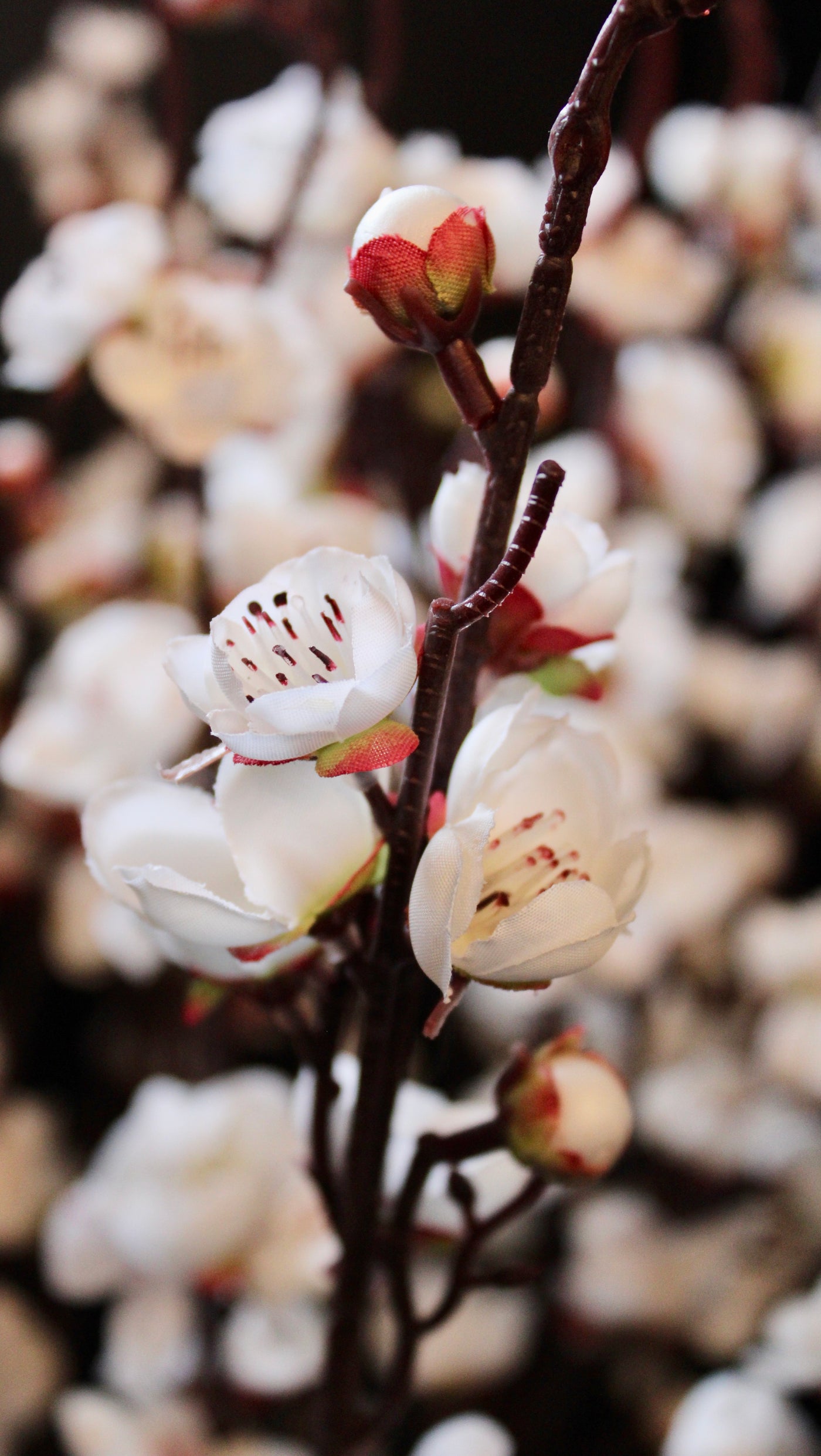 Cherry Blossom Branch