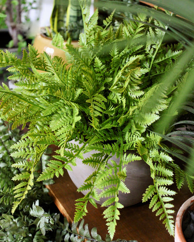 Potted Leather Fern