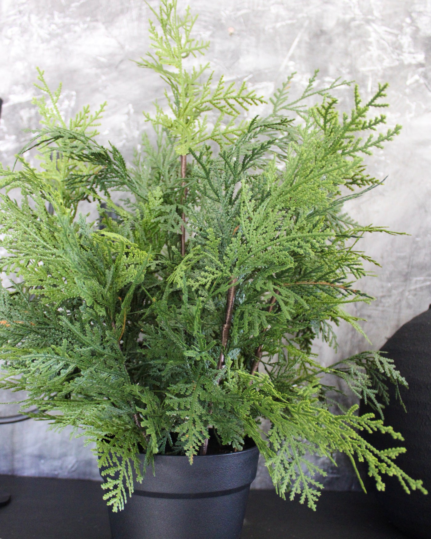 Potted 24” Fresh Touch White Cedar