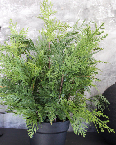 Potted 24” Fresh Touch White Cedar