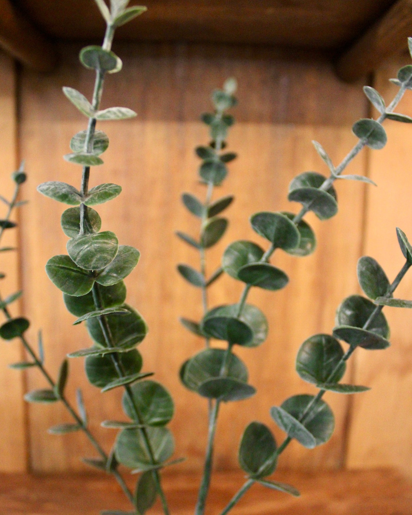 Eucalyptus Spray