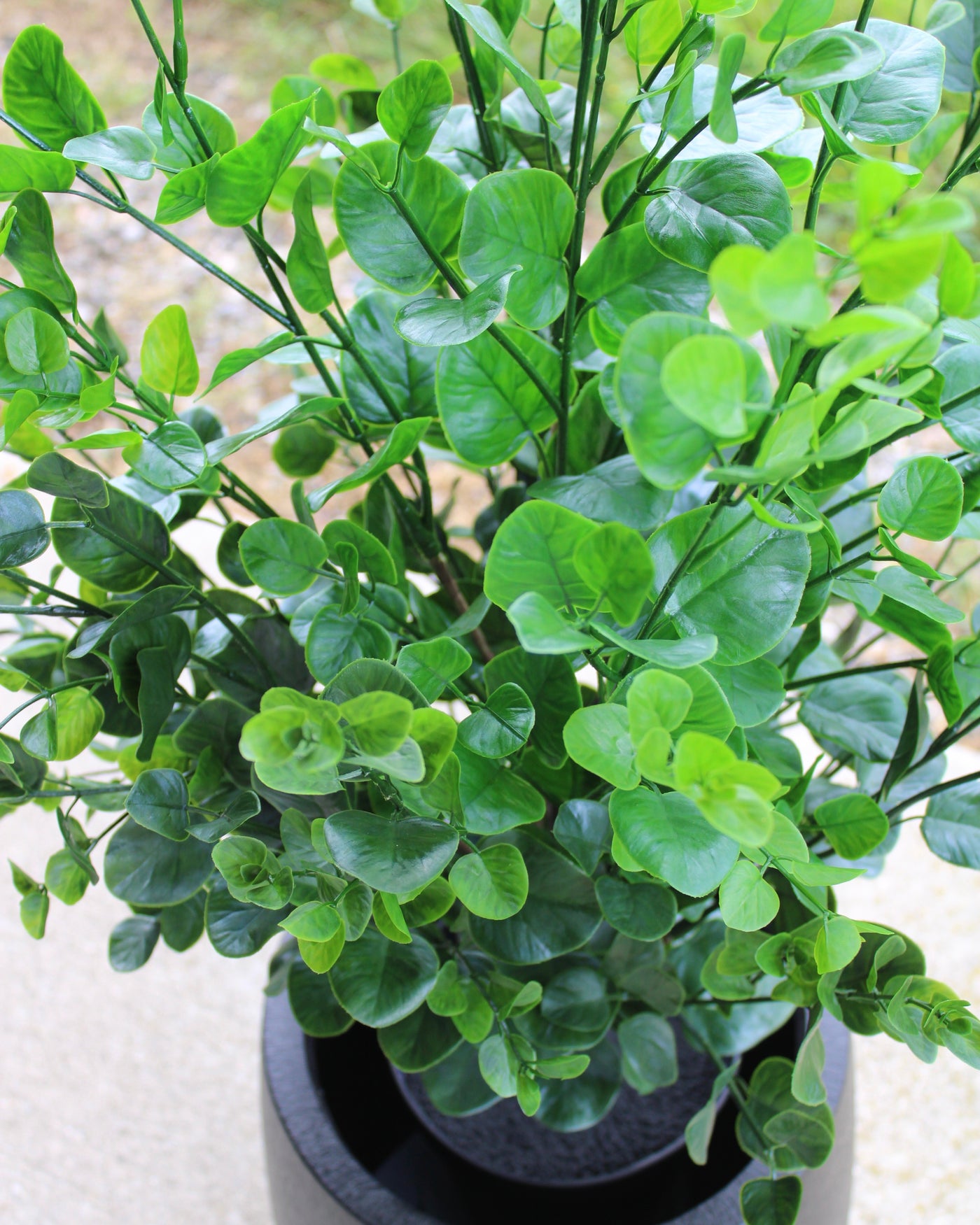 3’ Eucalyptus Bush