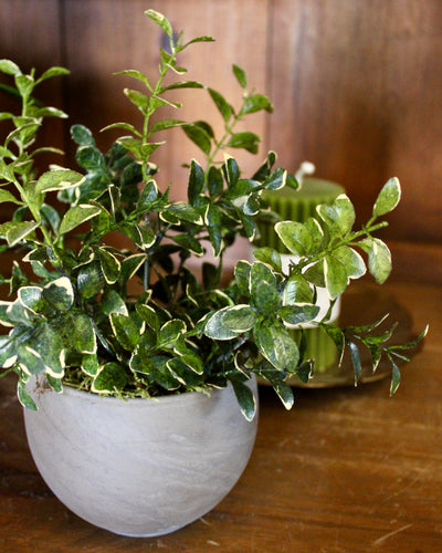 Small Potted Golden Euonymus