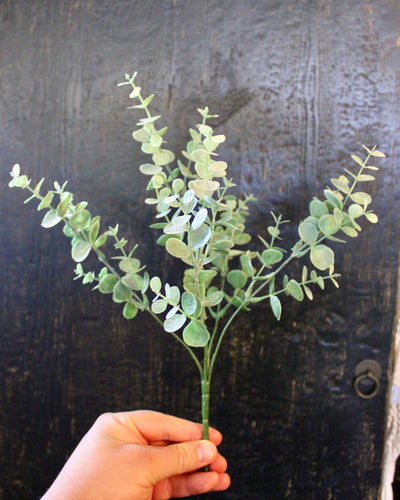 Eucalyptus Bush Mini