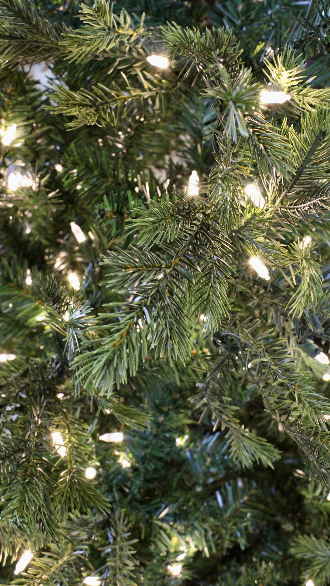 9' Slim Fall River Spruce Tree