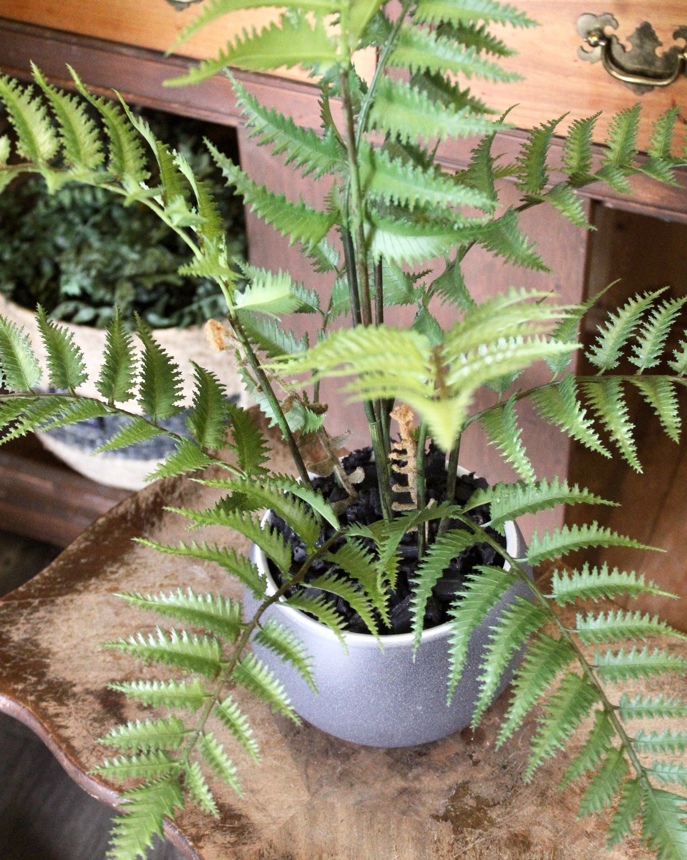 Potted Fern Bush