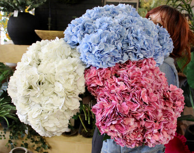 White Hydrangea Stem