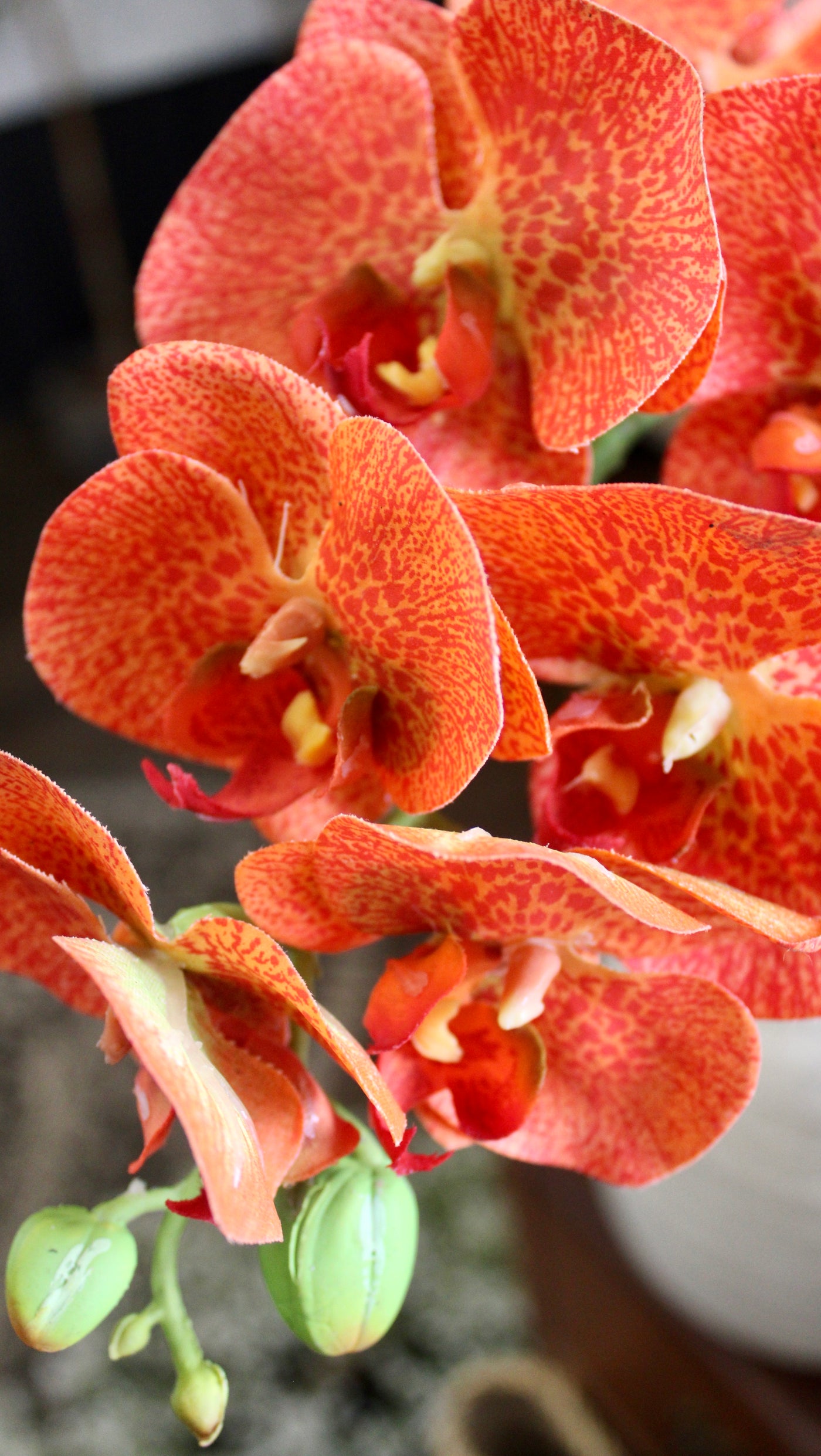 Orange Phalaenopsis Orchid