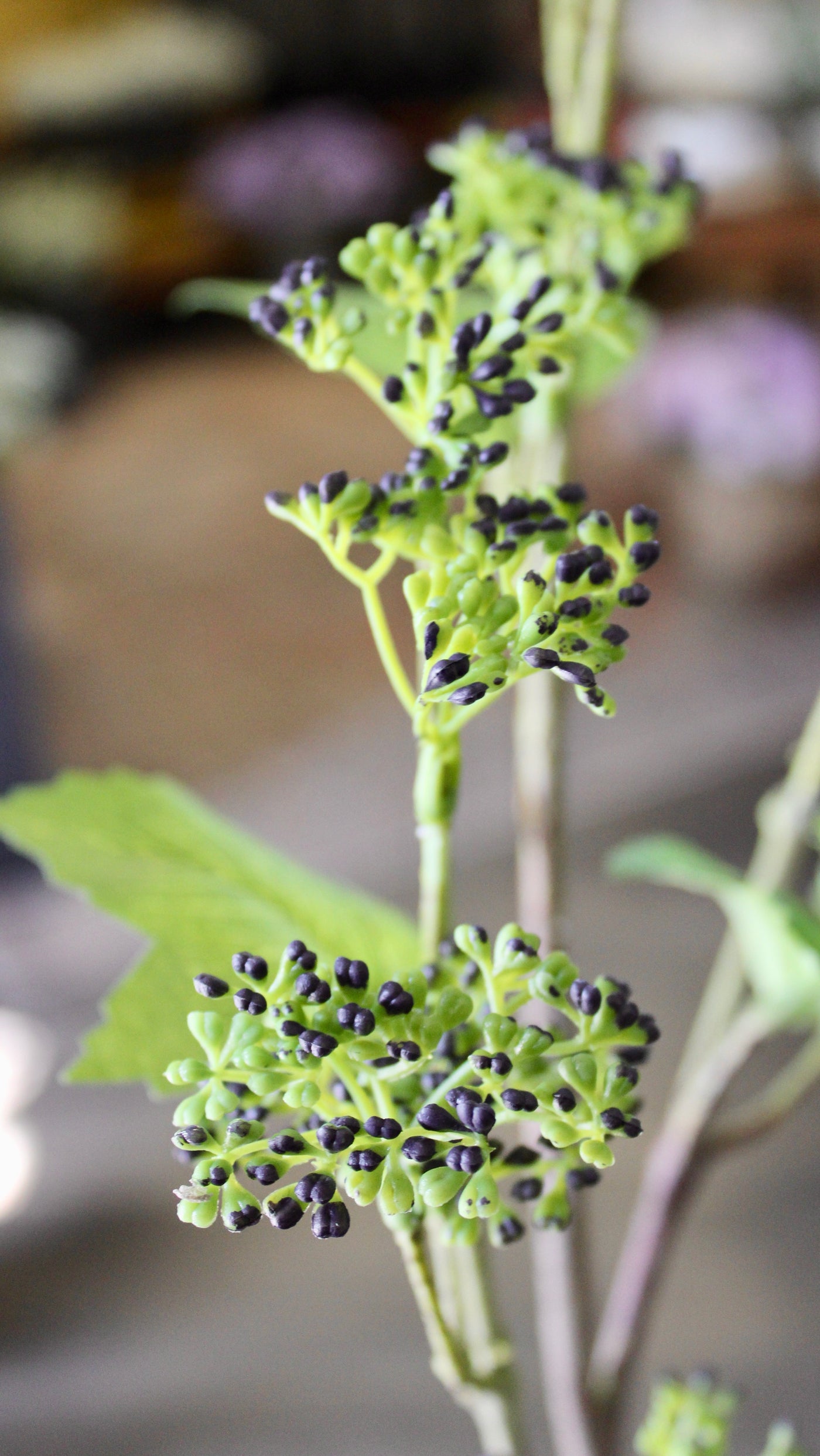 Budding Branch
