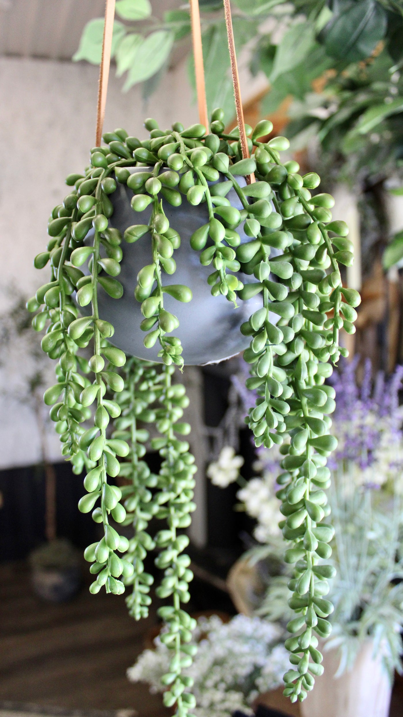 Potted String of Pearls