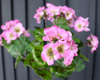 Upright Geranium Bush Pink
