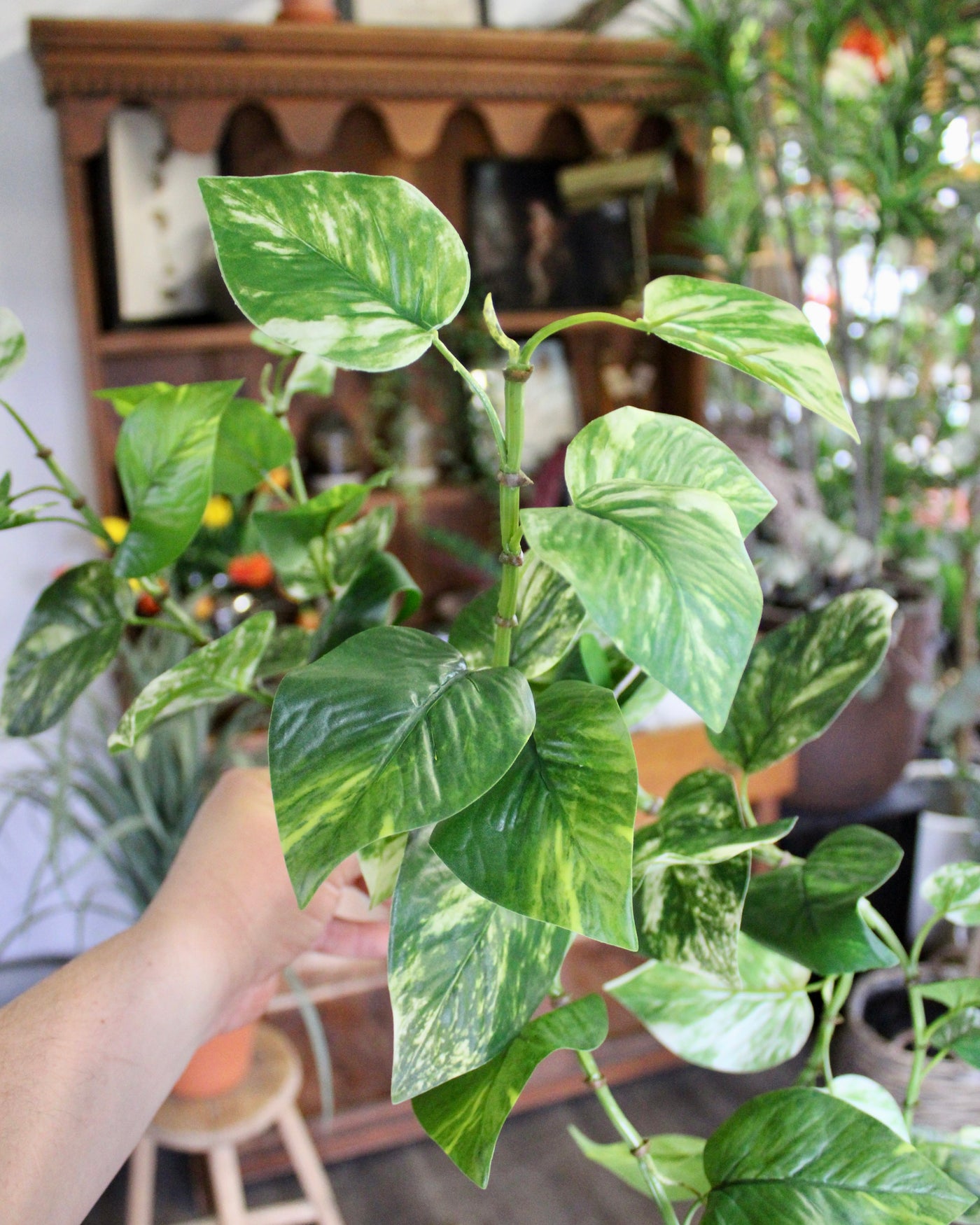 pothos hanging bush Pothos Hanging Bush