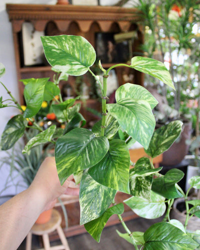 Pothos Hanging Bush
