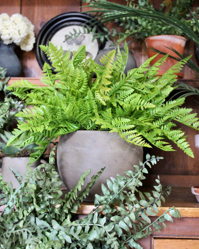 Potted Leather Fern