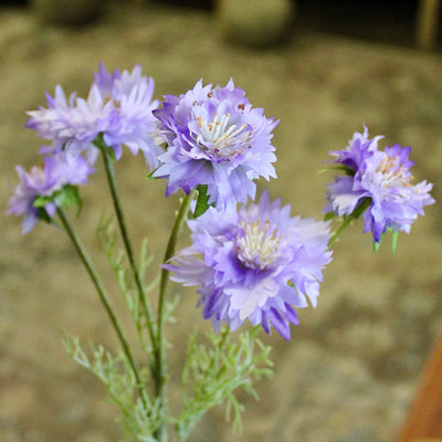 Purple Cornflower Stem