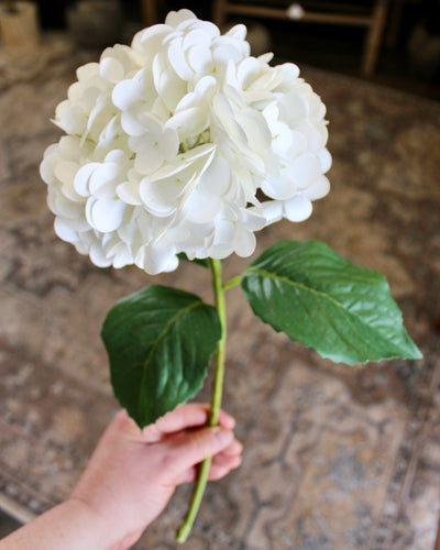 White Hydrangea Stem