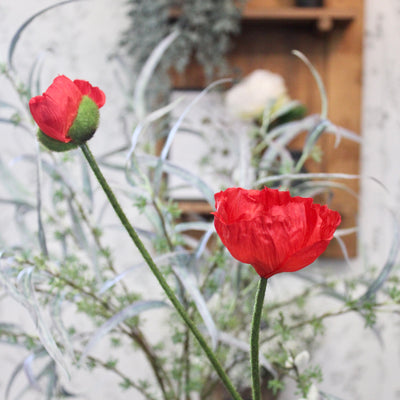 Red Poppy Stem