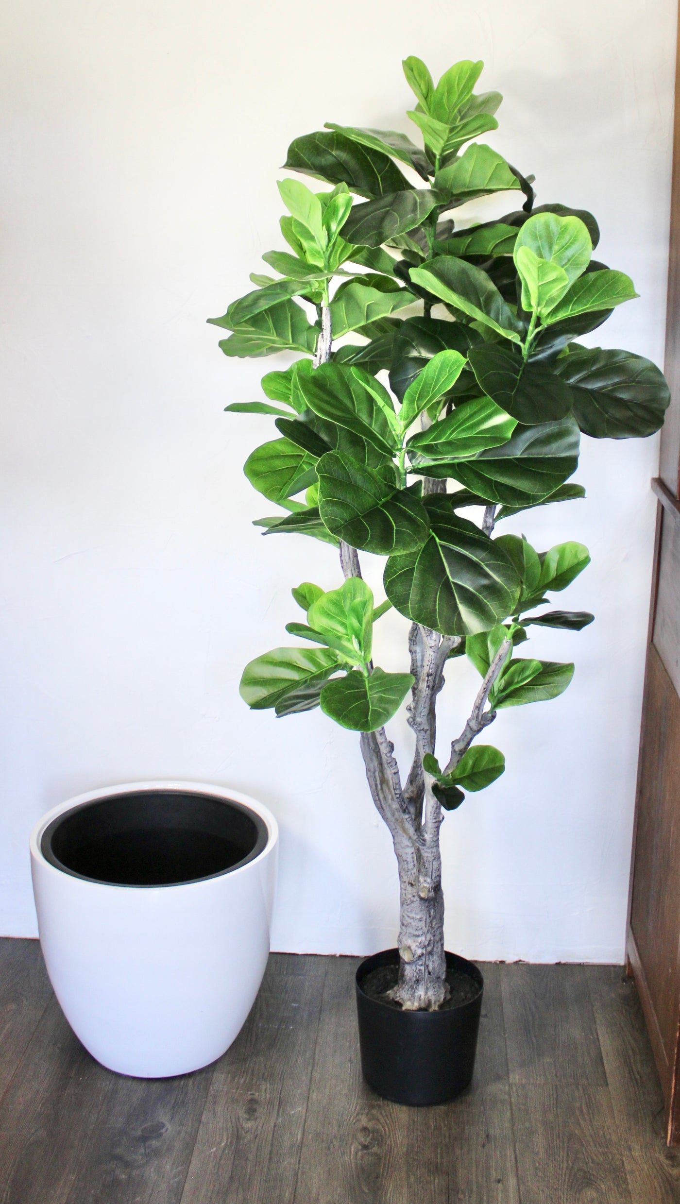 5’ Fiddle Leaf Fig Tree