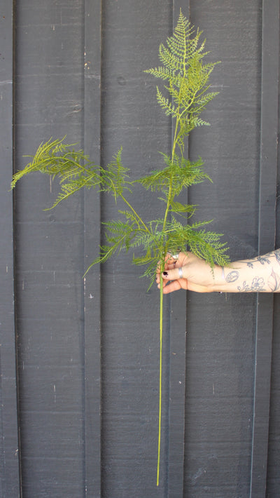 Feather Fern Spray