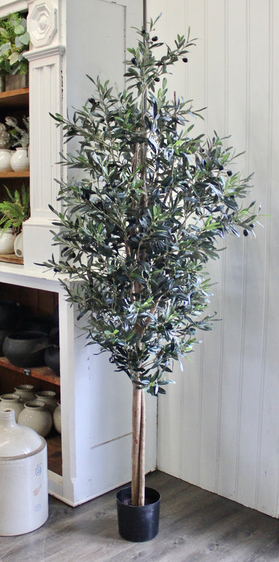74” Natural Trunk Olive Tree