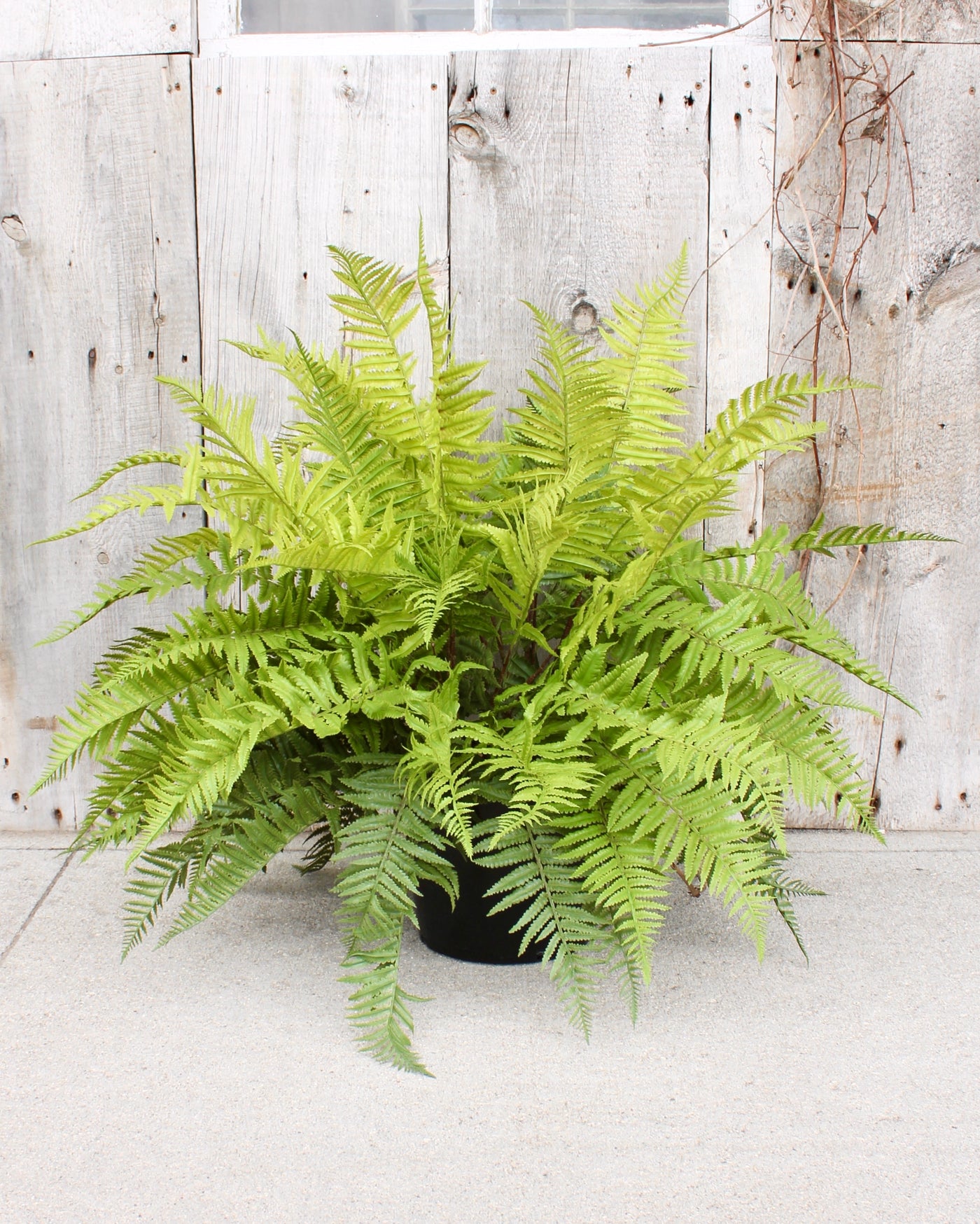 Lady Fern Drop-In