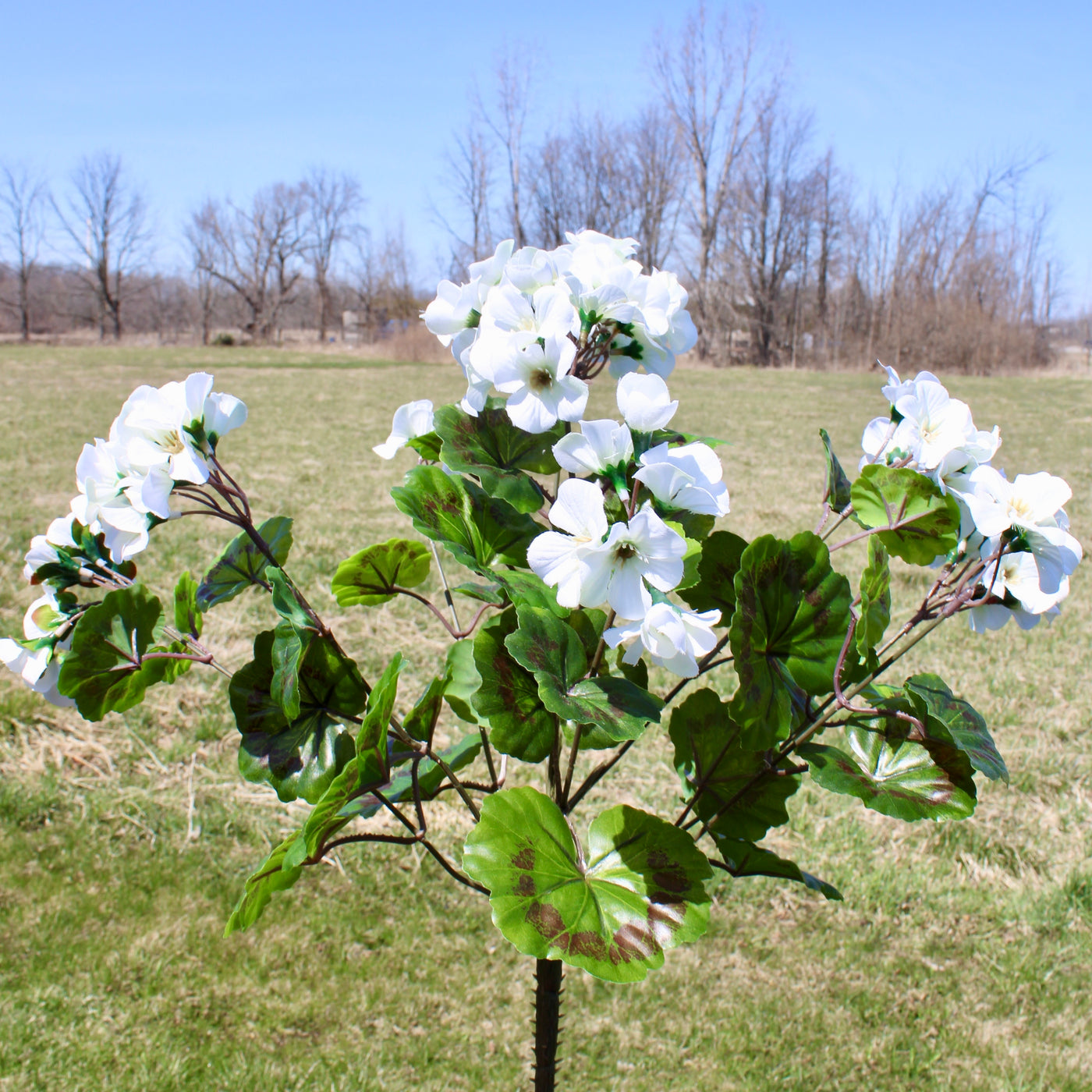 Upright Geranium Bush White