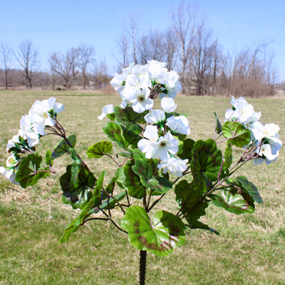 Upright Geranium Bush White