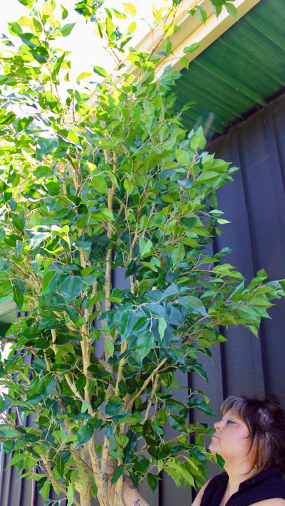 10’ Ficus Tree