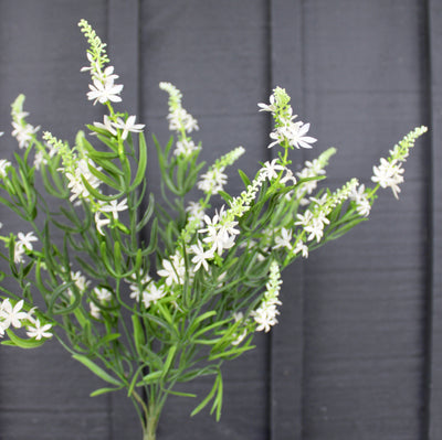 Sweet Veronica Bush White