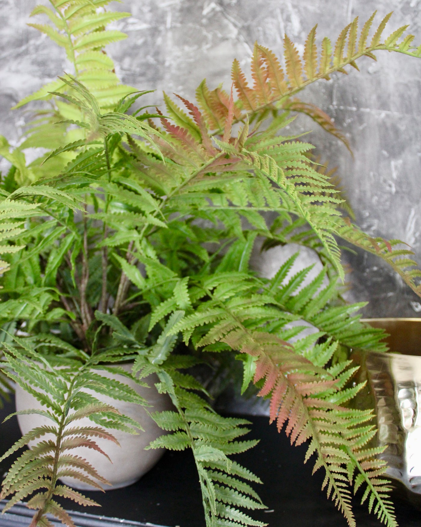 Green & Red Lady Fern Bush