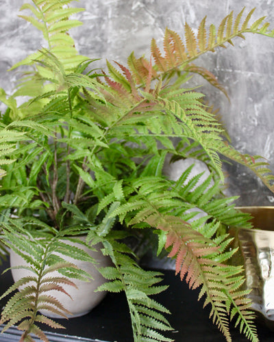 Green & Red Lady Fern Bush