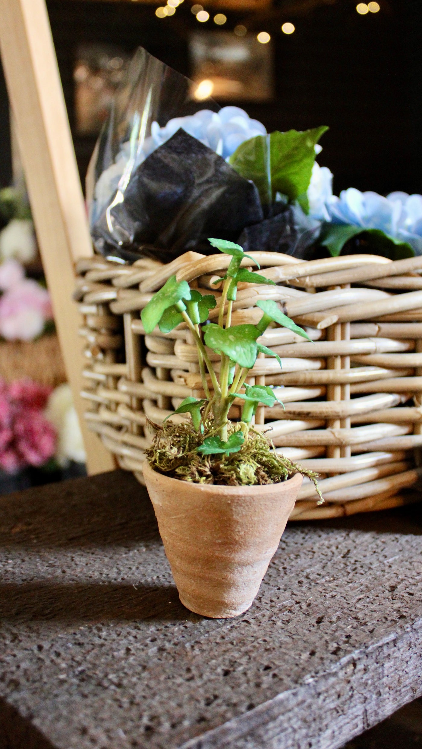 Potted Mini Ivy Sprig