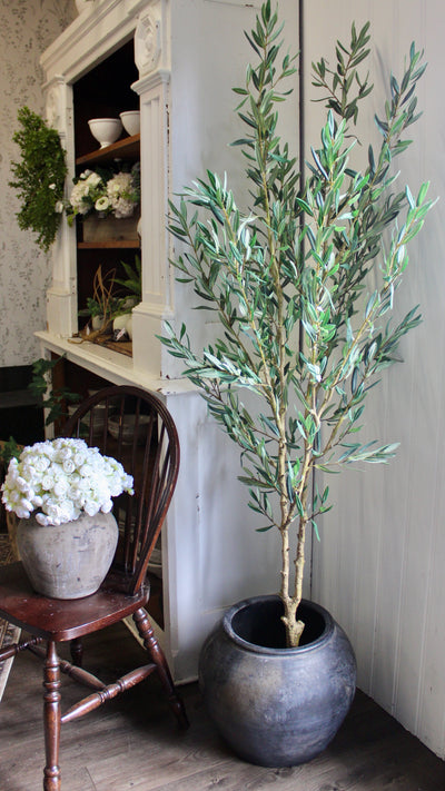 6.5’ Olive Tree