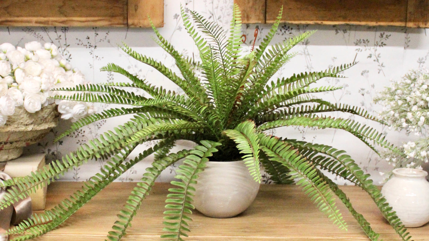 Potted Sword Fern Bushes