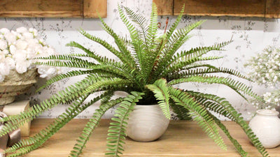Potted Sword Fern Bushes