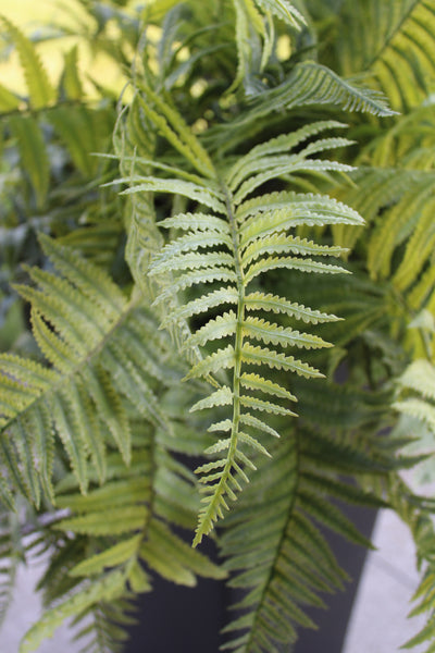 Frosted Lady Fern Bush