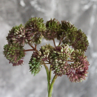 Mini Burgundy/Green Sedum