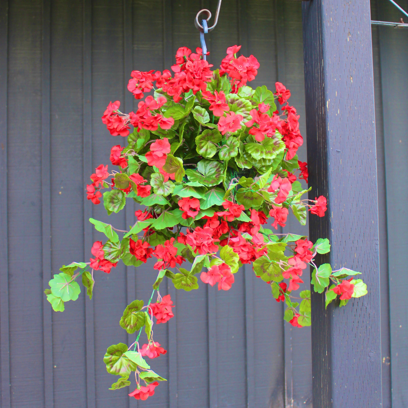 Red Geranium Hanging Basket