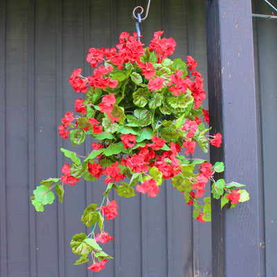 Red Geranium Hanging Basket