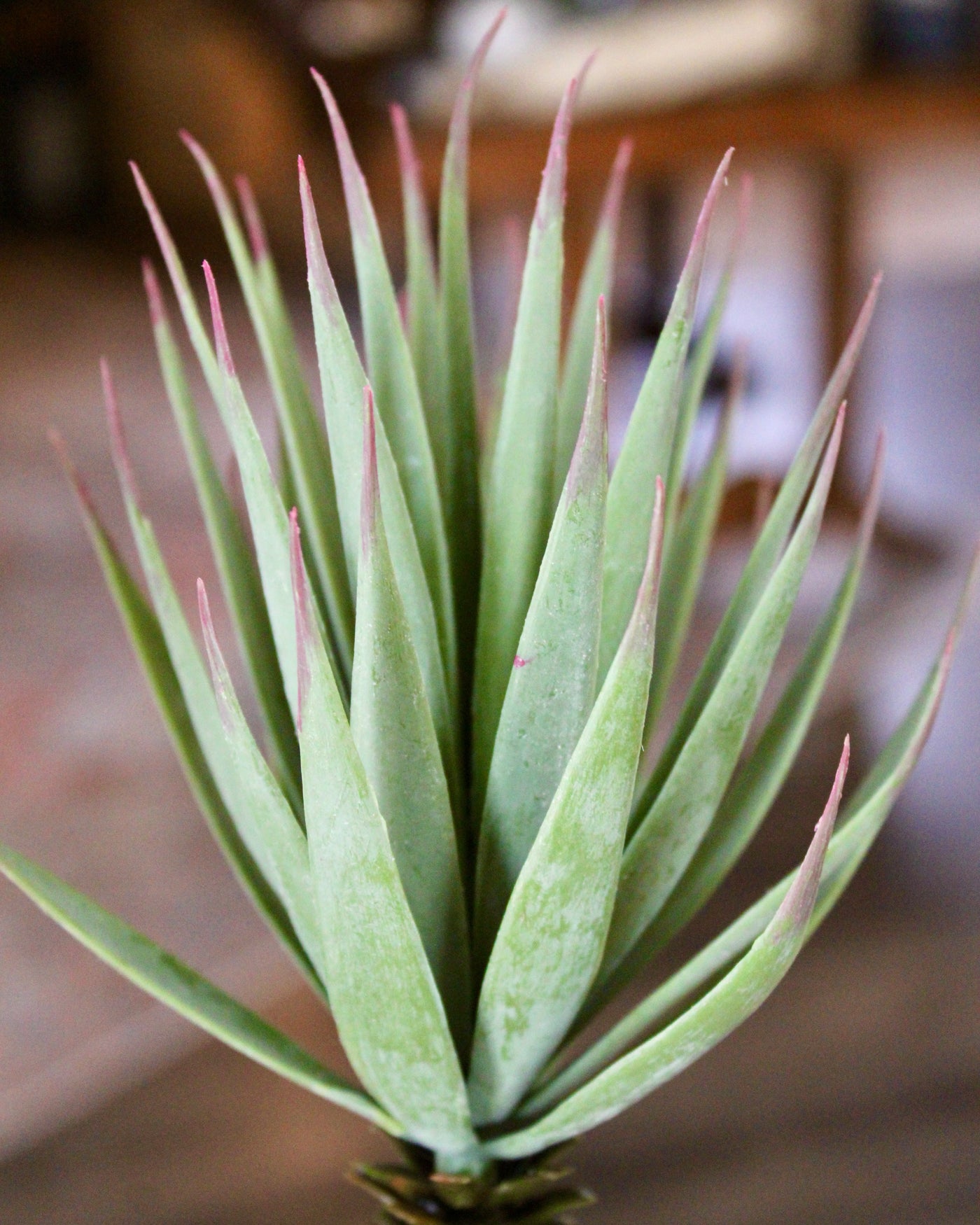 Desert Yucca