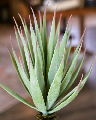 Desert Yucca
