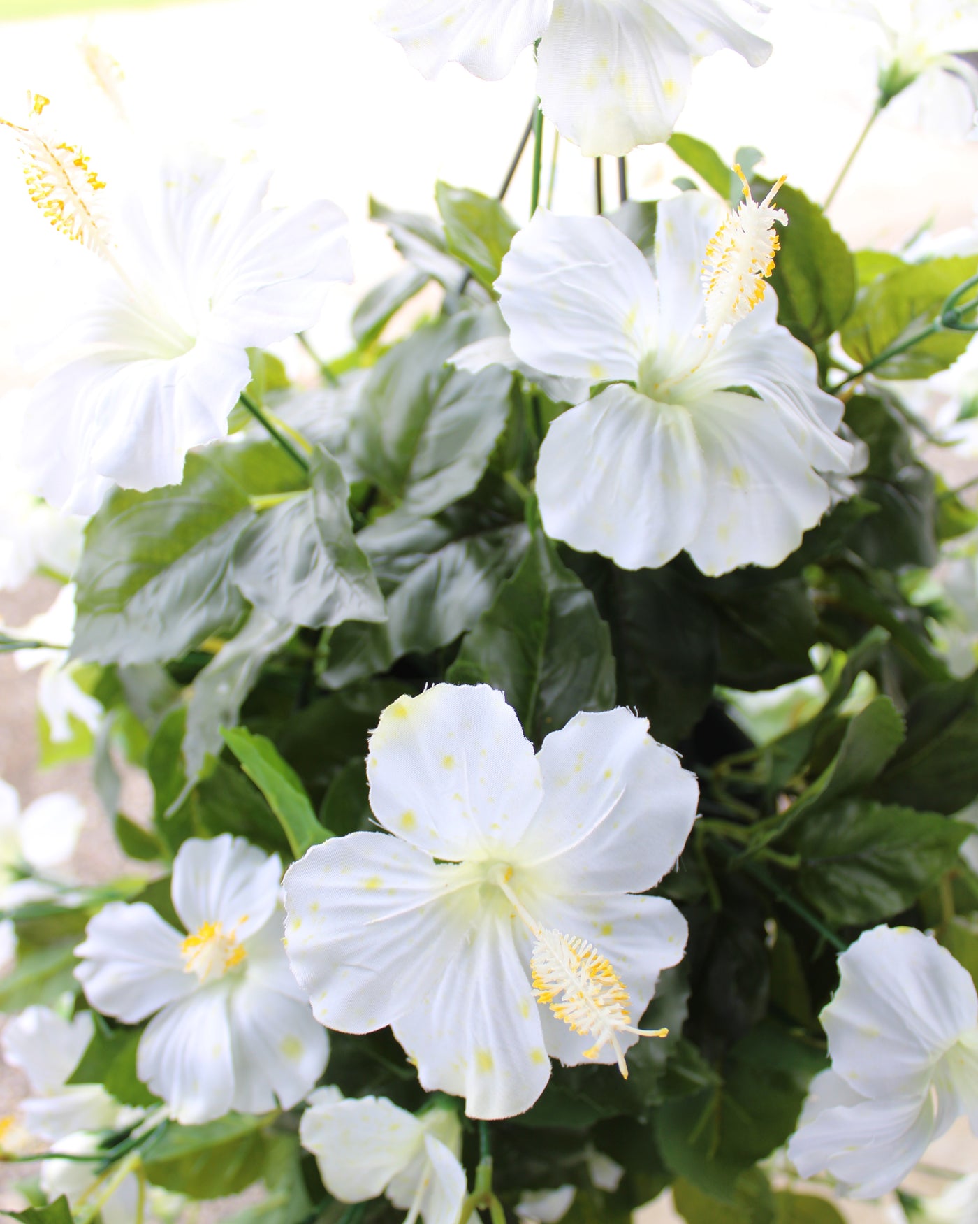 Hibiscus Hanging Basket