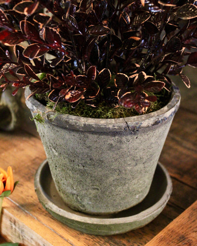 Potted Burgundy Euonymus