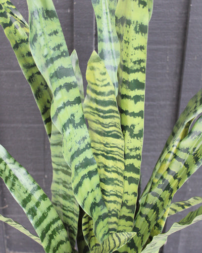 35” Sansevieria Plant