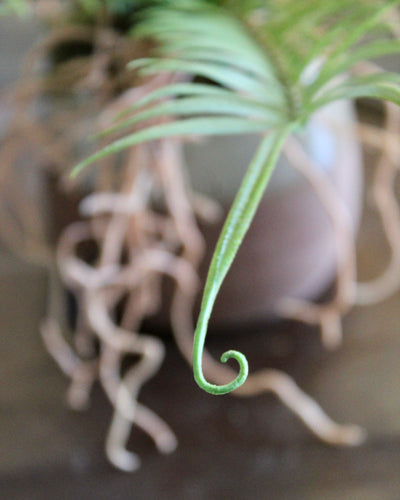 Potted Ostrich Fern