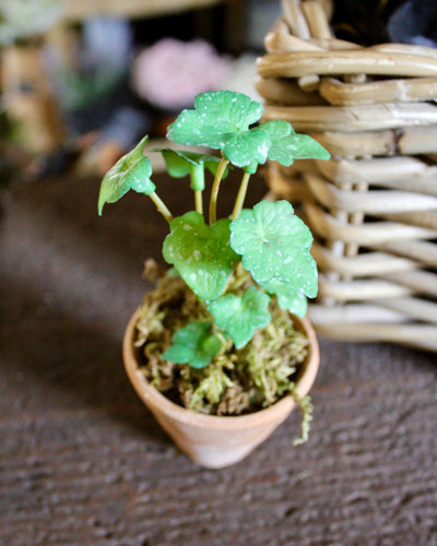 Potted Mini Ivy Sprig