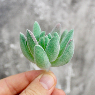 Assorted Mini Succulents