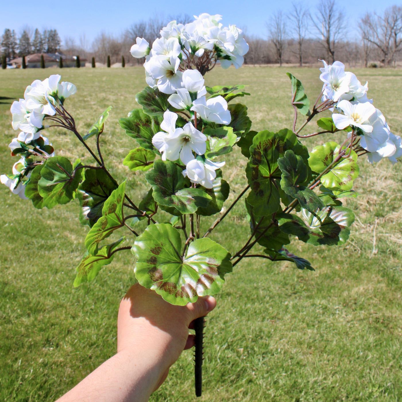 Upright Geranium Bush White