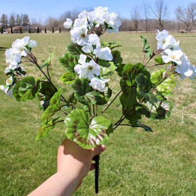 Upright Geranium Bush White